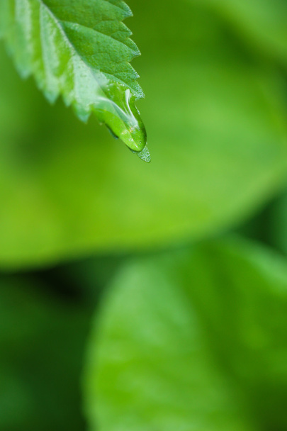 Water drops on fresh green leaves, on bright background - Foto, Bild