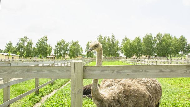 African beautiful big ostrich walks in the poultry farm - Photo, Image