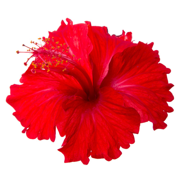 rode hibiscus bloem - Foto, afbeelding