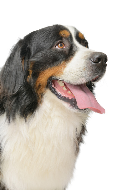 Bernese Mountain Dog on a white background - 写真・画像