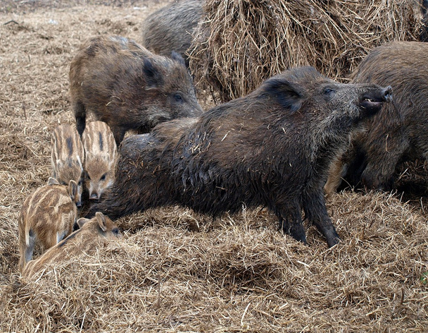 Wild boars lying on straw - Photo, Image