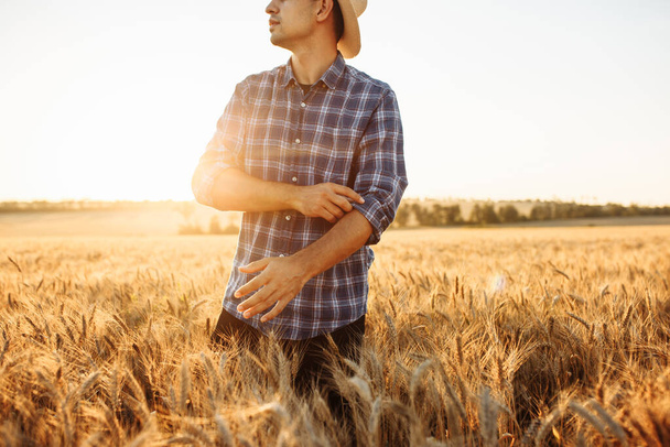Bir çiftçi buğday tarlasında kollarını düzeltir. Tarlanın ortasında buğday dikenli bir erkek tarım uzmanının yakın plan fotoğrafı. Olgun hasat ve sıkı çalışma kavramı. - Fotoğraf, Görsel