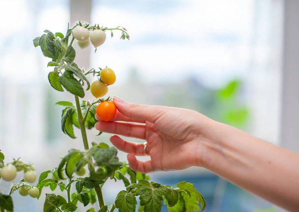 A woman picks ripe, yellow tomatoes. Unripe and ripe small tomatoes growing on the windowsill. Fresh mini-vegetables in the greenhouse on a branch with green fruits. Young fruits on the bush.  - Photo, Image
