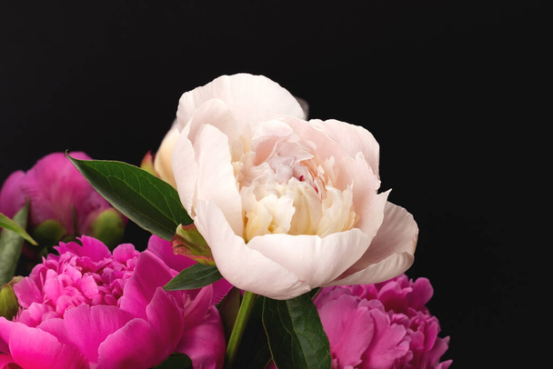 Bouquet di peonie bianche e rosa primo piano su fondo nero. Progettazione di carte floreali - Foto, immagini
