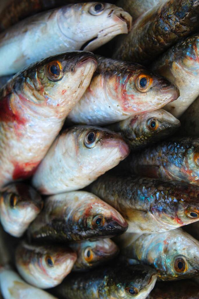 grote mugil cephalus grijze mullet vis gerangschikt in ijs te koop in de Indiase vismarkt - Foto, afbeelding