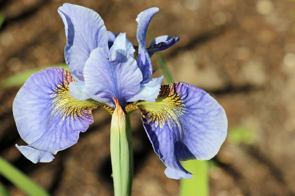 Lilac blauwe siberische iris bloem close-up - Foto, afbeelding