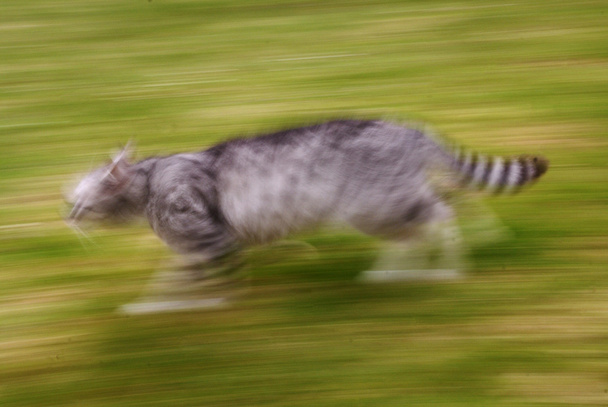 Gato abstrato em execução
 - Foto, Imagem