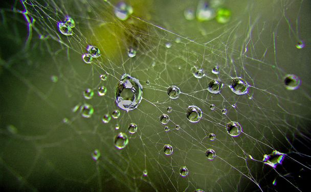 Gotas de agua en una tela de araña
 - Foto, imagen