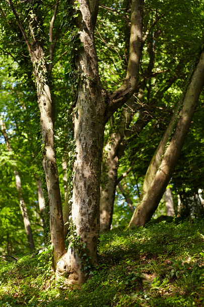 Tree with many trunks - Fotoğraf, Görsel