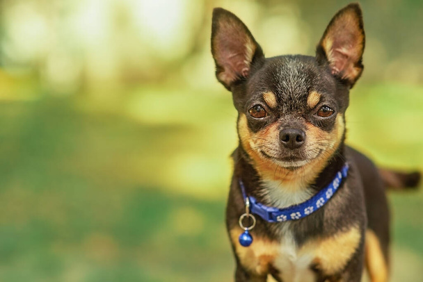 動物の肖像画。Chihuahua犬。スタイリッシュな写真。緑の背景。面白い動物のコレクション - 写真・画像