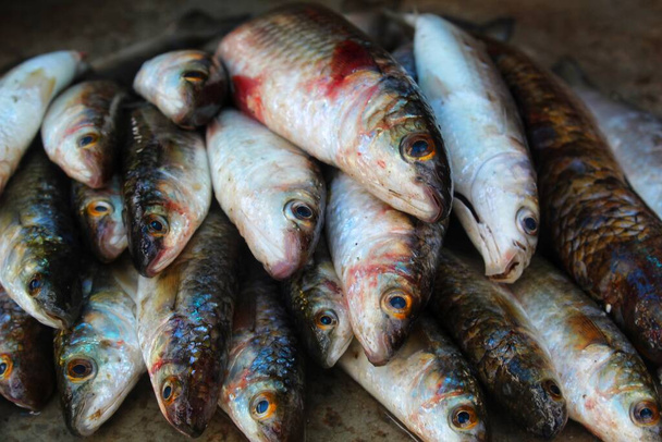 big mugil cephalus grey mullet fish arranged in ice for sale in indian fish market - Photo, Image
