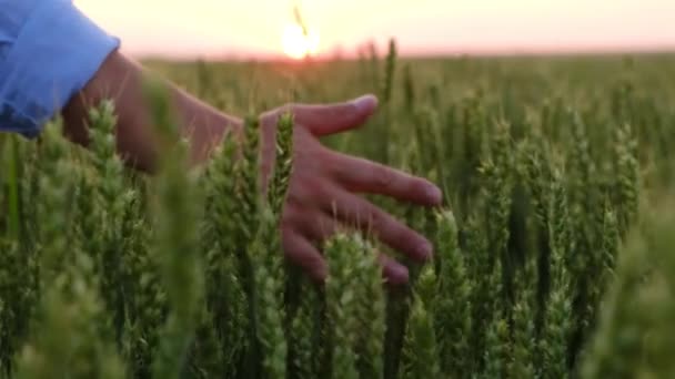 Una mano de granjero pasa sobre una espiga verde de trigo - Imágenes, Vídeo