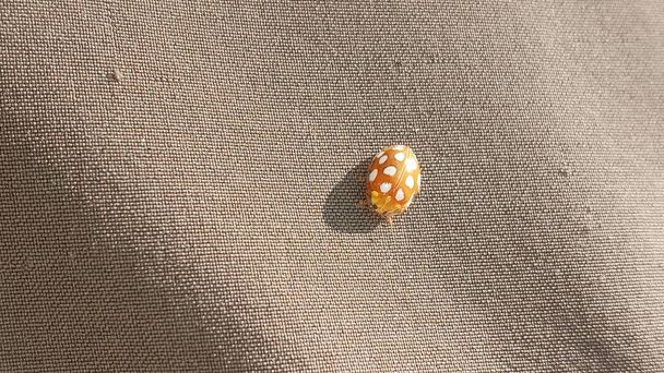 Ladybug amarillo en la naturaleza en Siberia, Ladybug escarabajos. Calvia quatuordecimguttata. Mariquita, naranja, animal, amarillo, manchado. Mariquita naranja esperando a mudar. - Foto, Imagen