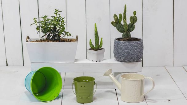 Image of the interior of a house with plants, cactus, buckets and a watering can, with a painted wooden background. - Photo, Image