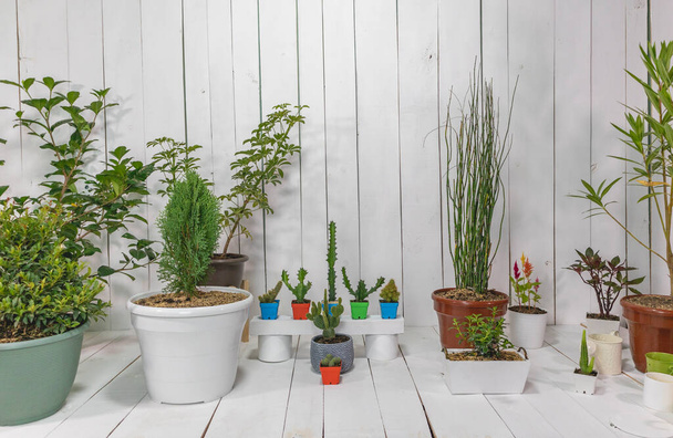 植物、サボテン、バケツ、散水缶、塗装木製の背景と家の中のイメージ. - 写真・画像