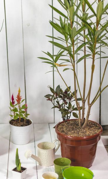 Obrázek interiéru domu s rostlinami, kaktusem, kbelíky a konvicí na zavlažování, s malovaným dřevěným pozadím. - Fotografie, Obrázek
