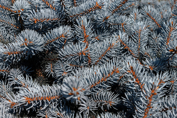 blue spruce close-up green background - Photo, Image