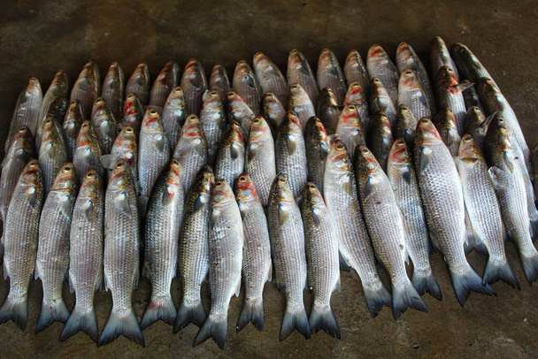gran mugil cephalus pez salmonete gris arreglado en hielo para la venta en el mercado de pescado indio - Foto, Imagen