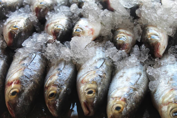 gran mugil cephalus pez salmonete gris arreglado en hielo para la venta en el mercado de pescado indio - Foto, Imagen