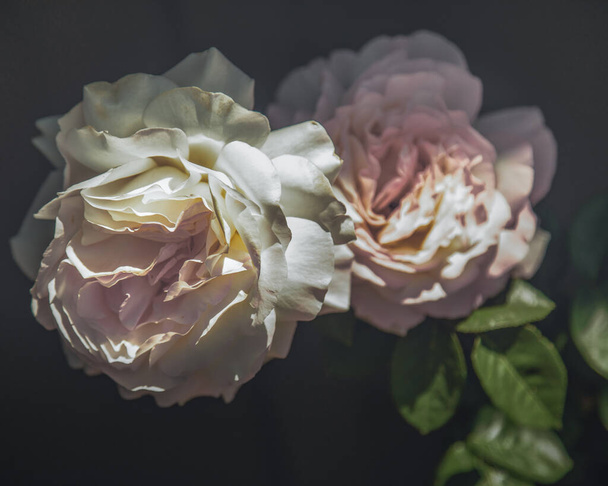 A closeup of garden roses in a field under the sunlight with a dark blurry background - Foto, Imagem