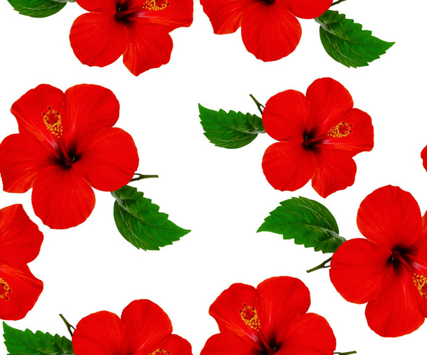 piros hibiszkusz virágok, virág természetes zökkenőmentes minta fehér háttér - Fotó, kép