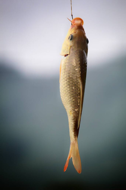 carpa común cyprinus carpio pesca con anzuelo y línea hd - Foto, Imagen