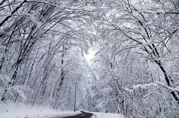 Schneebedeckte Bäume auf der Straße, bewölkter Wintertag, helle Winterlandschaft - Foto, Bild
