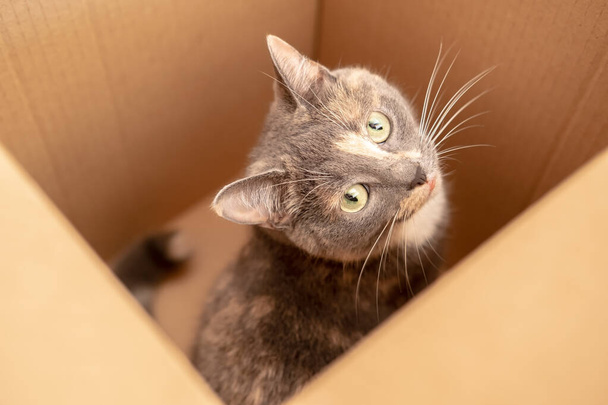 Okouzlující zvědavá kočka vlezla do lepenkové krabice a se zájmem se dívala. Horní pohled.  - Fotografie, Obrázek