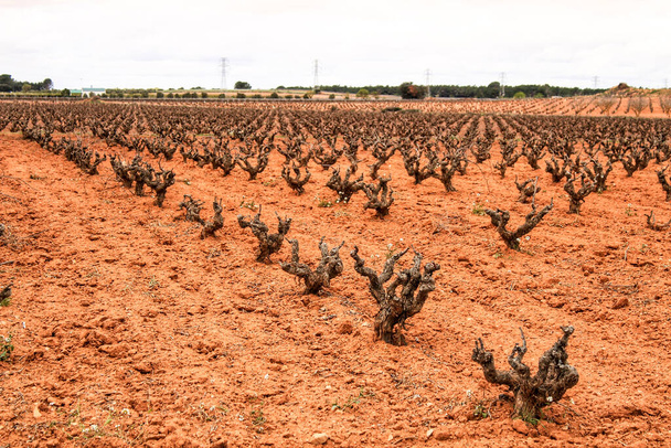 Paisaje de viñedos con tierra roja bajo cielo gris en Castilla la Mancha, España - Foto, imagen