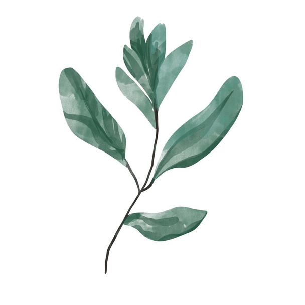 Акварель ручна пофарбована зелена гілка. Квіткова ілюстрація ізольована на білому тлі
. - Фото, зображення