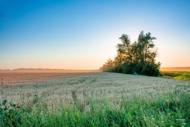 Campo de trigo en un cielo azul en los rayos del sol poniente - Foto, imagen