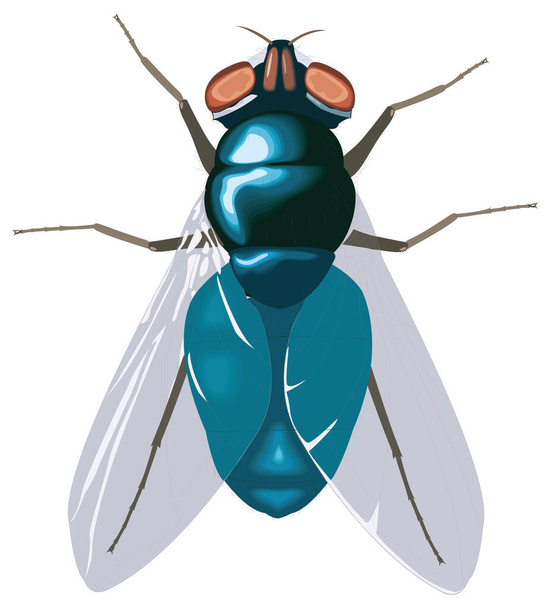 blue flies fly insect vector illustration transparent background - Vector, Image