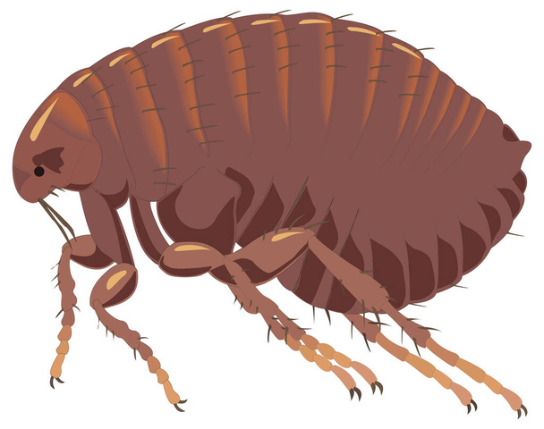 marrom vermelho pulga inseto vetor ilustração transparente fundo - Vetor, Imagem