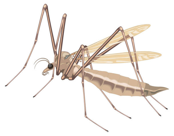 grúa mosca insecto vector ilustración fondo transparente - Vector, Imagen