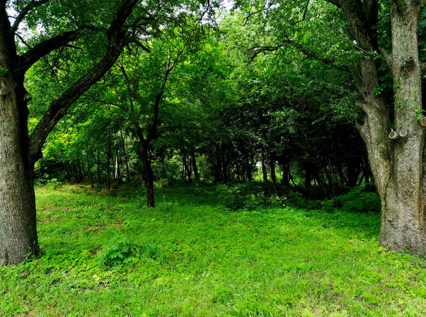 Petite forêt verte sans conifères - Photo, image