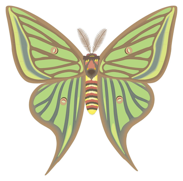luna mariposa mariposa insecto vector ilustración fondo transparente - Vector, Imagen