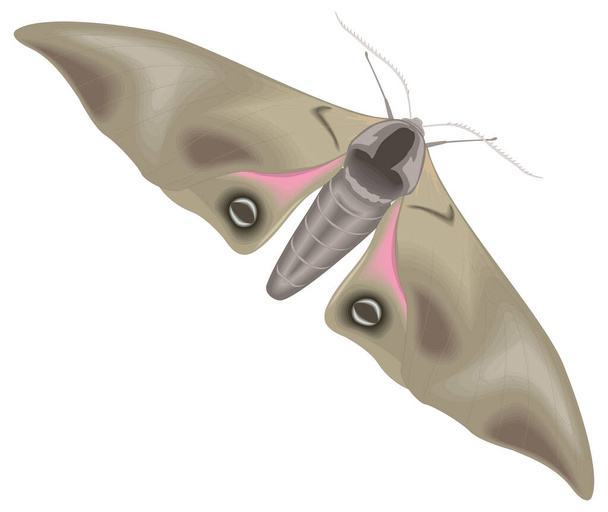 sfinx vlinder vlindervector illustratie transparante achtergrond - Vector, afbeelding