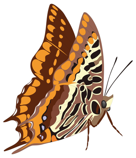 dwa ogoniaste pasha motyl owady wektor ilustracja przezroczyste tło - Wektor, obraz