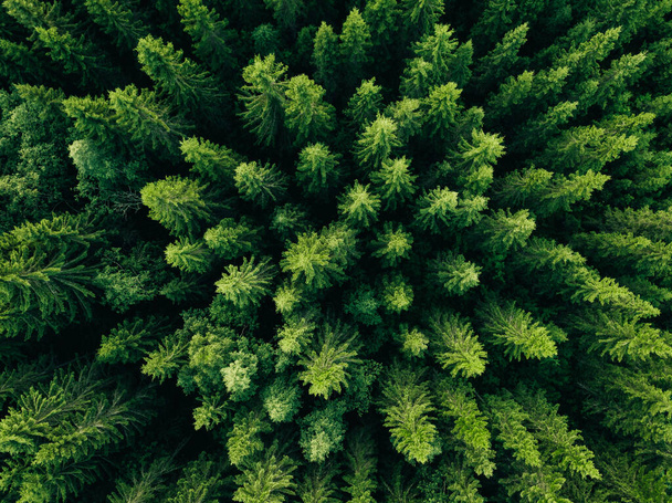 Levegő kilátás zöld nyári erdő fenyő és luc fák Finnországban. - Fotó, kép