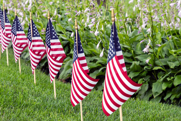 Row of American flags in grass with hosta plants - Фото, зображення
