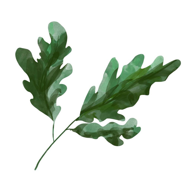 Υδατογραφία χέρι βαμμένο πράσινο κλαδί. Floral απεικόνιση που απομονώνονται σε λευκό φόντο. - Φωτογραφία, εικόνα