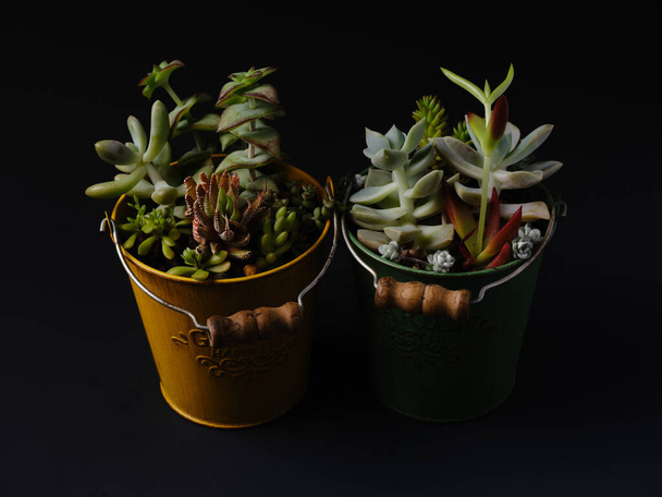 cactus en vetstoffen op tafel - Foto, afbeelding