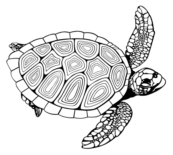 obarvení kniha želva - Vektor, obrázek
