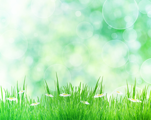 zelené trávě s květy sedmikrásky izolovaných na bílém, léto backgro - Fotografie, Obrázek