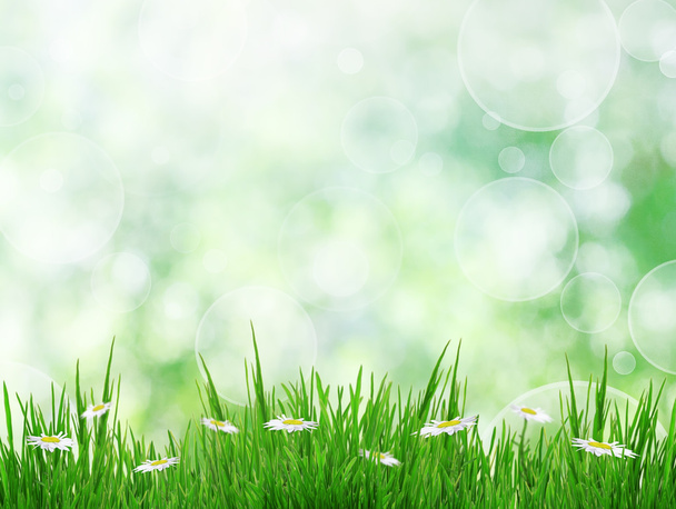 Hierba verde con flores de margarita aisladas en blanco, backgro de verano
 - Foto, Imagen
