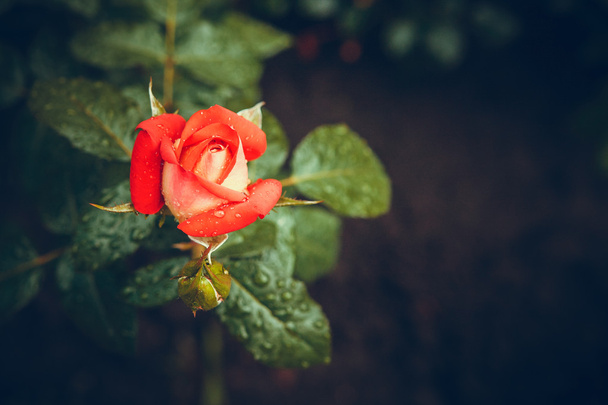 mooie roos bud na regen - Foto, afbeelding