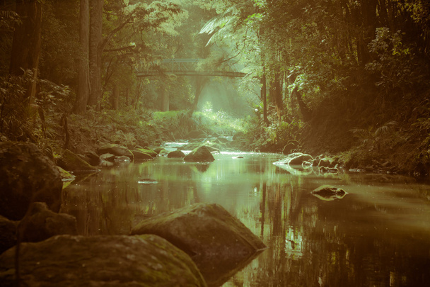 erdő és a folyó, Új-Zéland - Fotó, kép
