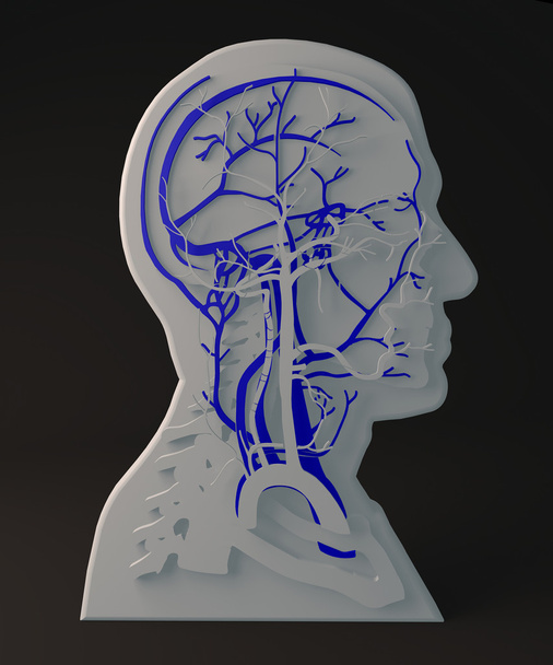 Struktur des Kopfes - Foto, Bild