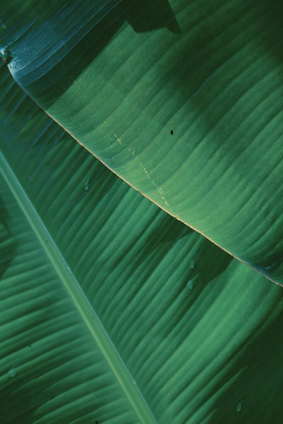 Bella pianta di foglie tropicali verde banana con sfondo o consistenza Elaborato con VSCO con aga1 preset - Foto, immagini