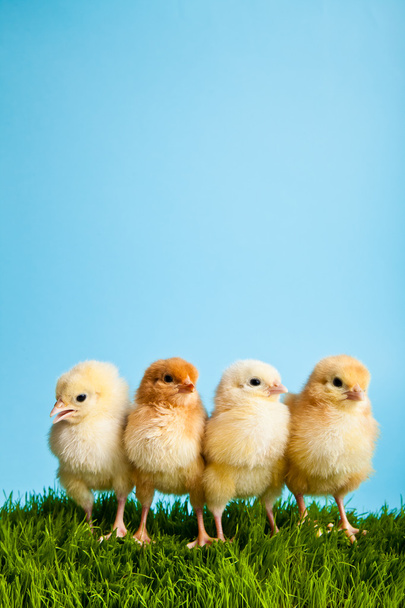 Easter eggs and chickens on green grass on blue background - Foto, Imagem